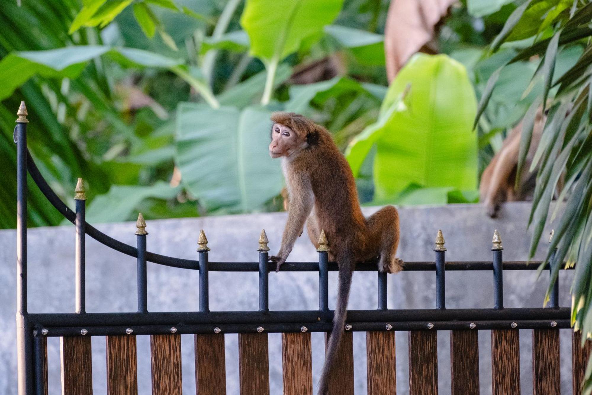 The Jungle View Hotel Мириса Екстериор снимка