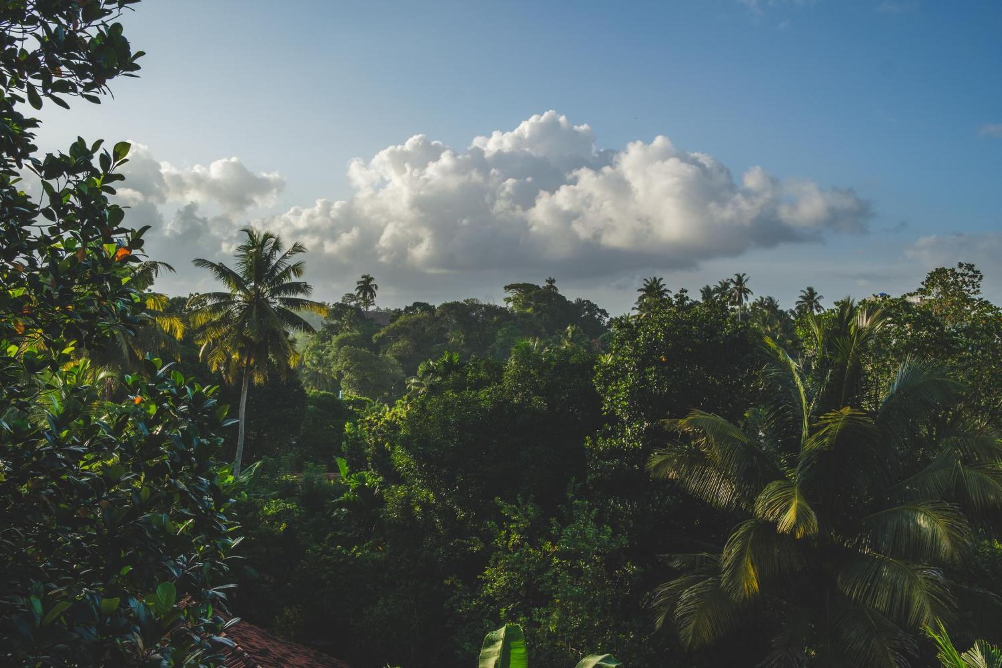 The Jungle View Hotel Мириса Екстериор снимка